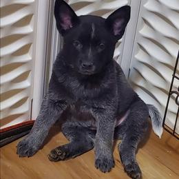 Full head mask true blue - Blue female Australian Cattle Dog puppy in Lenoir, North Carolina from Blue Coyote Ranch