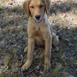 Golden Retriever and Miniature Australian Shepherd Puppies from Alexander Canines