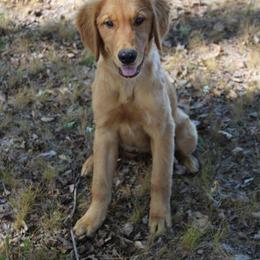 Golden Retriever and Miniature Australian Shepherd Puppies from Alexander Canines