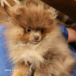 Tatum (upcoming) - Pomeranian