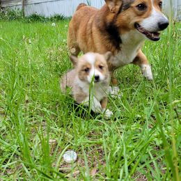 Pembroke Welsh Corgi Puppies from Shaleigh's Pembroke Welsh Corgis
