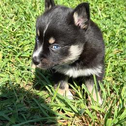 Bruno - Tri-color male Pomsky puppy in La Vergne, Tennessee from Atencio Pomsky