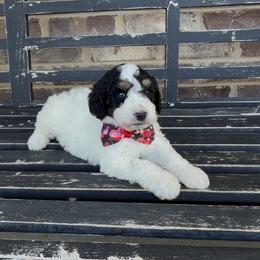 Steve - Tri-color male Bernedoodle puppy in Cartersville, Georgia from Simply Blessed Doodles