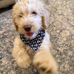 Rhett-Dream - Cream male Labradoodle puppy in Churchill County Fallon, Nevada from Card Family Ranch