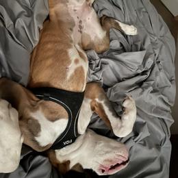 Boxer Puppies from Von Royal Dell'Infinite Deutscher