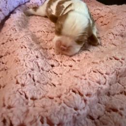 Jessica - Blenheim female Cavalier King Charles Spaniel puppy in Athens, Georgia from Sandy Cross Kennels