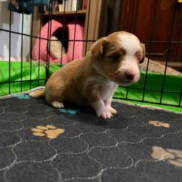 Elton (has tail) - Red merle male Miniature Australian Shepherd puppy in Terryville, Connecticut from Spirited Aussies