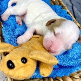 Bernedoodle and Cavapoo Puppies from Sugar Doodles Pups