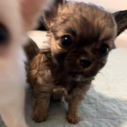 Owen - Chocolate sabled fawn male Chihuahua puppy in Coweta, Oklahoma from Green Country Chihuahuas