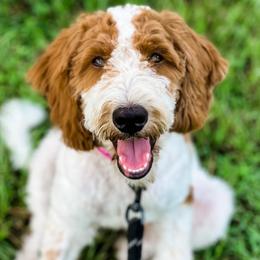 Goldendoodles from The Coastal Homestead