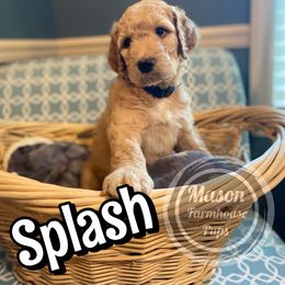 Cockapoo, Goldendoodle, and Poodle Puppies from Mason Farmhouse Poodles, Doodles & Poos (Breeding & Stud Services)