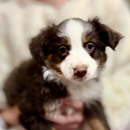 George - male Toy Australian Shepherd puppy in College Station, Texas from South Paw Toy Aussies