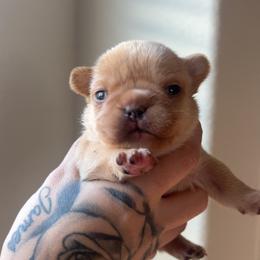 Gucci - Cream male French Bulldog puppy in Porter, Texas from Red Label Frenchies