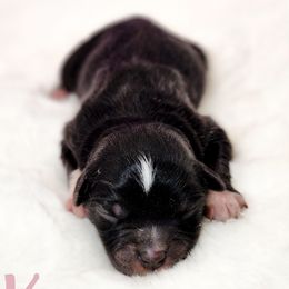 Kanga - Black tri female Miniature Australian Shepherd puppy in Mc Alester, Oklahoma from Angel's Aussies