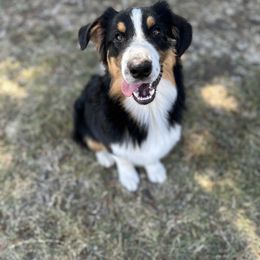 Boy 2 - male Australian Shepherd puppy in Fresno, California from Luna Lane Aussies