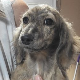 Reecie - Dachshund