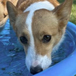 American Corgis and Pembroke Welsh Corgis from Rockin' CC Corgis