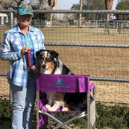 Australian Shepherd All Grown Up from Thunder River