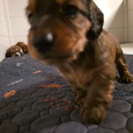 Wario - Sable male Dachshund puppy in Oklahoma from Wilkinson’s Waggish Weiner Dogs