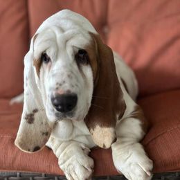 Bently - Basset Hound