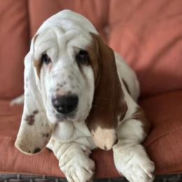 Bently - Basset Hound