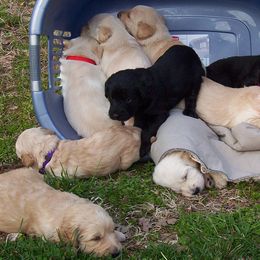 Australian Labradoodles from Serendipities canines