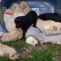Australian Labradoodles from Serendipities canines