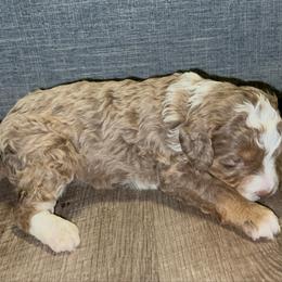 Carmelo - Chocolate merle male Bernedoodle puppy in Los Angeles, California from Bernied00dle Love
