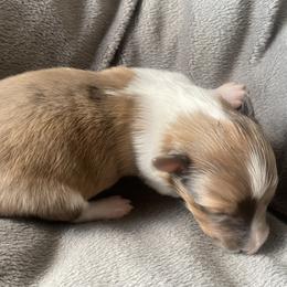Female 2 - Sable and white female Shetland Sheepdog puppy in Chambersburg, Pennsylvania from Clark Kennel Shelties