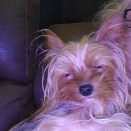 Yorkshire Terriers from Michelle's Yorkies