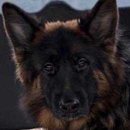 German Shepherd puppies from Von Pasch German Shepherds