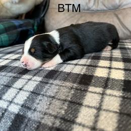 BTM - Black tri male Miniature Australian Shepherd puppy in Tallapoosa, Georgia from Williams Shepherds