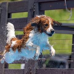 Oliver - Nederlandse Kooikerhondje