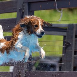 Oliver - Nederlandse Kooikerhondje