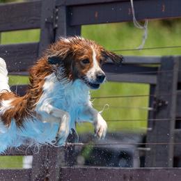 Oliver - Nederlandse Kooikerhondje