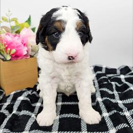 Gandalf - Black and white male Bernedoodle puppy in Granton, Wisconsin from Rose River Farms