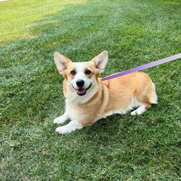Winnie - Pembroke Welsh Corgi