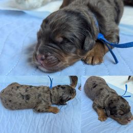 Bernedoodle puppies from Dolly's Doodles