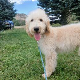 Flame - Cream male Goldendoodle puppy in Harrisburg, Nebraska from Wildcat Hills Doodles