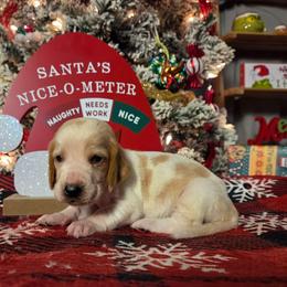 Sophie 2700.00 - Red and white female Basset Hound puppy in Denison, Texas from Emma Lou's Baby Bassets