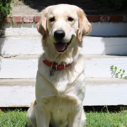 Harbor - Golden Retriever