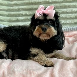 Rylie - Cavapoo