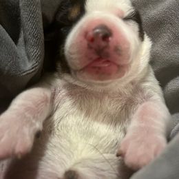 Beagle Puppies from sarah light