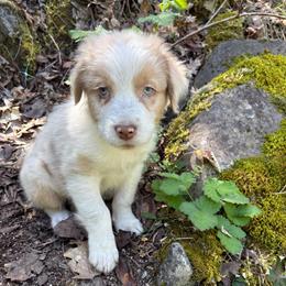 Jeremy - Red tri-color male Australian Shepherd puppy in Grants Pass, Oregon from Carmel Mountain Aussies