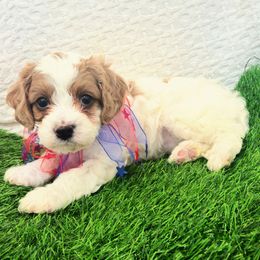 Daisy Tan - Tri-color female Cavapoo puppy in Casa Grande, Arizona from Curls and Camo Pups