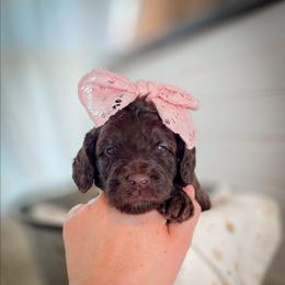 Holly - Chocolate female Double Doodle puppy in Cleveland, Tennessee from Edgewater Doodles & Designer Pups