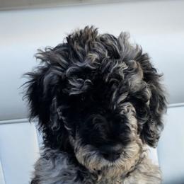 Assorted Doodle Crosses, Poodle, and Schnoodle Puppies from Gaga's Doodles