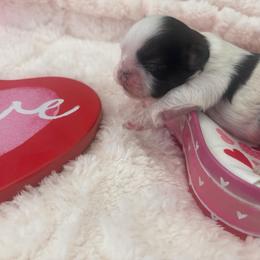 Kai - Tricolor male Shih Tzu puppy in Avondale, Arizona from Riley Family Shih Tzus