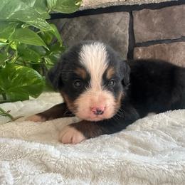 Fritz - Black rust and white male Bernese Mountain Dog puppy in Dundee, Ohio from Steinhaus Dogs
