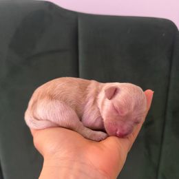 Aphrodite - Apricot female Goldendoodle puppy in Brooklyn, New York from Doodle of NY